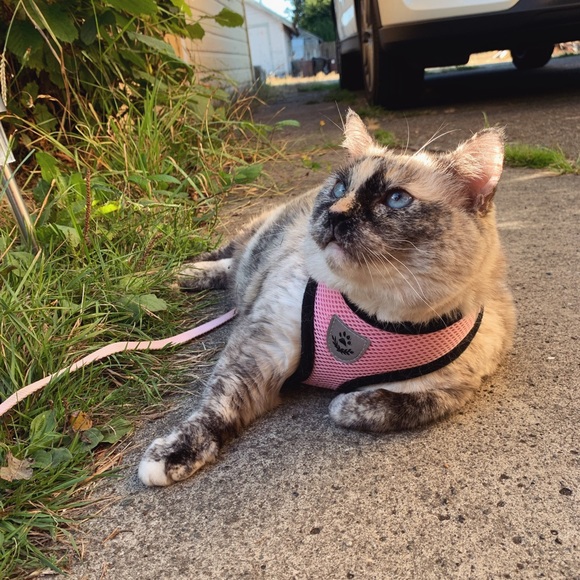 Meet your seller/buyer Sara ☺️ - Picture 3 of 5